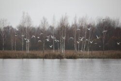 Заказьнік «Лебядзіны»