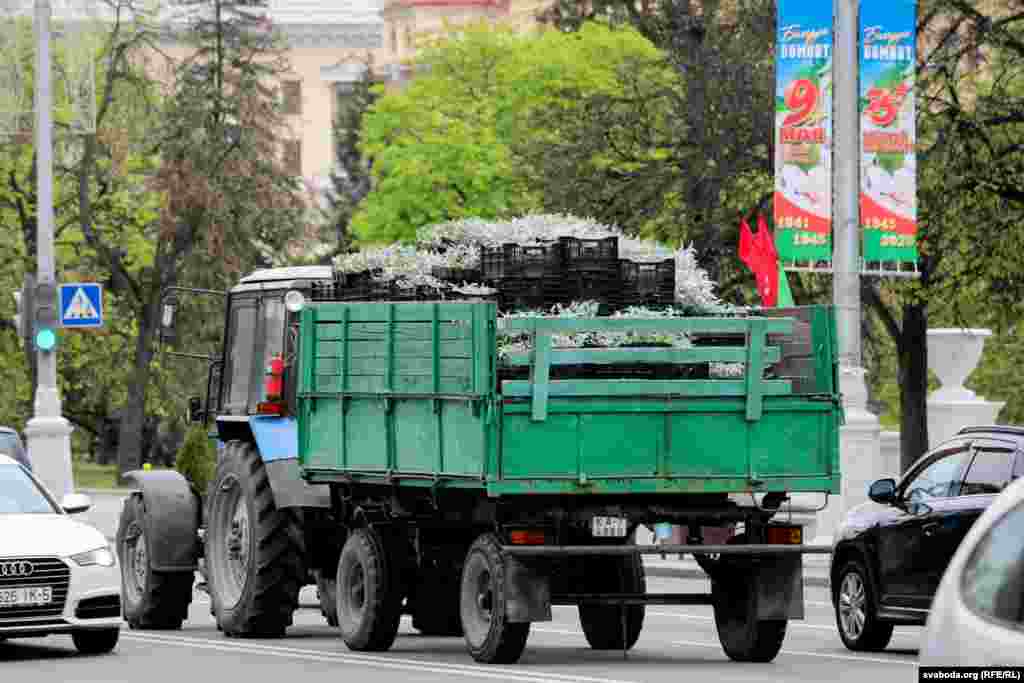 Трактар вязе кветкі для высаджваньня на плошчы Перамогі