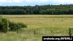 Краявід зь вёскі. Лес вабіць, але з радыяцыяй