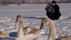 Такое жыцьцё: Лебедзі на лёдзе