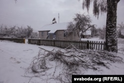 Галіны падаюць пад цяжарам ледзяной коркі