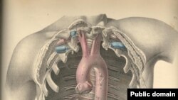 Surgical Anatomy by Joseph Maclise, 1859.