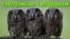 «Экстрэмізм» і абсурдызм (поўнае відэа)