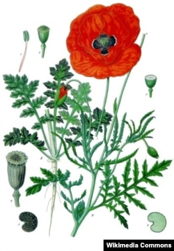 Відук (мак-самасейка) Papaver rhoeas. Köhler's Medizinal-Pflanzen