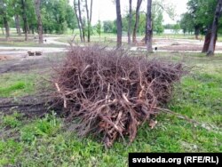 Карэньні вязаў, якія перашкаджалі парку