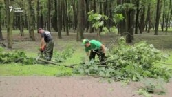 Камунальніка падчас прыборкі ў парку Чалюскінцаў ледзь не забіла дрэвам