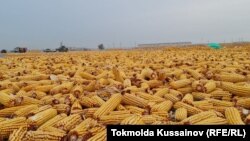 Kazakhstan – corn in Penjim village where Kazakhs and Uighurs live together, Almaty region, 28 October 2021